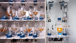 Custom Peptide Order